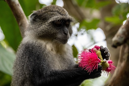 A cute Guenon monkey on a tree branch in closeup