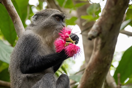 A cute Guenon monkey on a tree branch in closeup