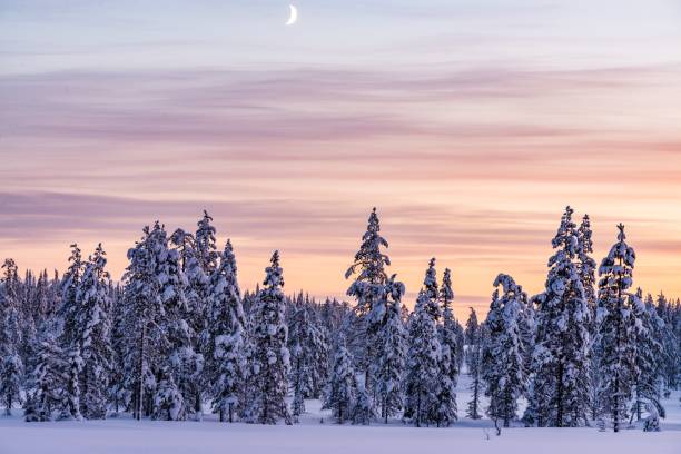 istock A forest fully covered with snow after snowstorm during the sunset 1433349145