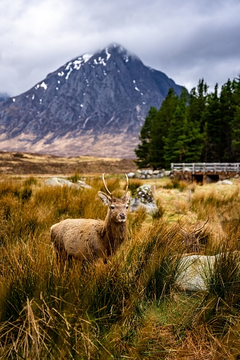 A vertical closeup of a Red deer in Glencoe, Scotland