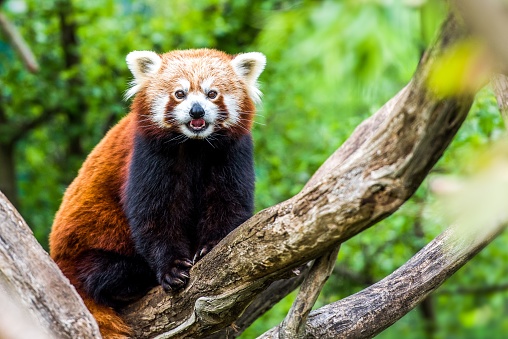 A red panda on a tree trunk with a blurred background of the forest.