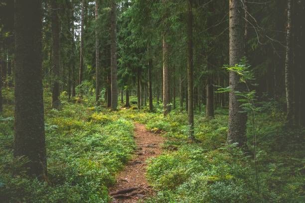 istock Narrow path among green plants and trees in the forest 1433349656