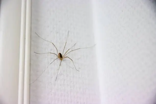 A closeup shot of a daddy longlegs spider on a white wall with blur background