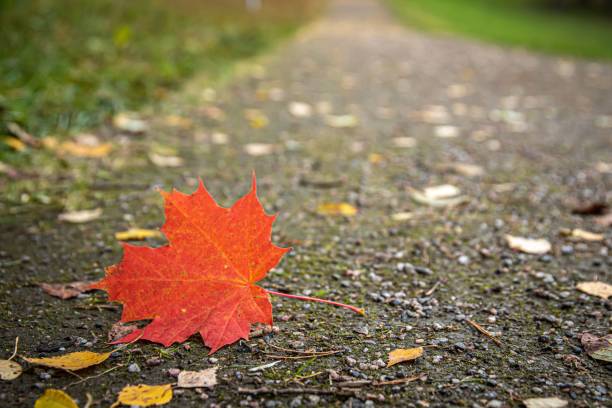 istock Close-up shot of a fallen red leaf on the ground 1433350097