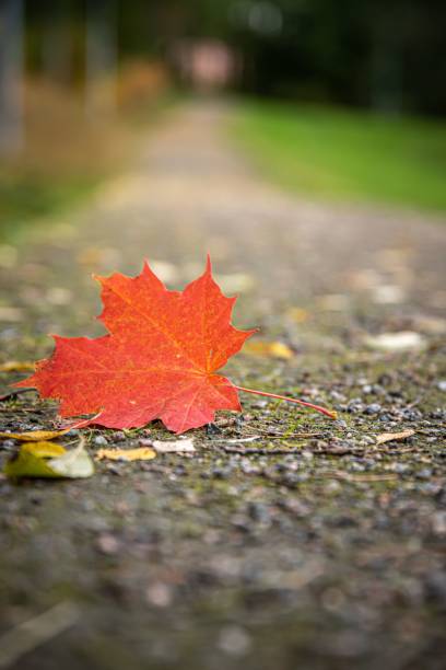 istock Vertical close-up shot of a fallen yellow leaf on the ground 1433350099