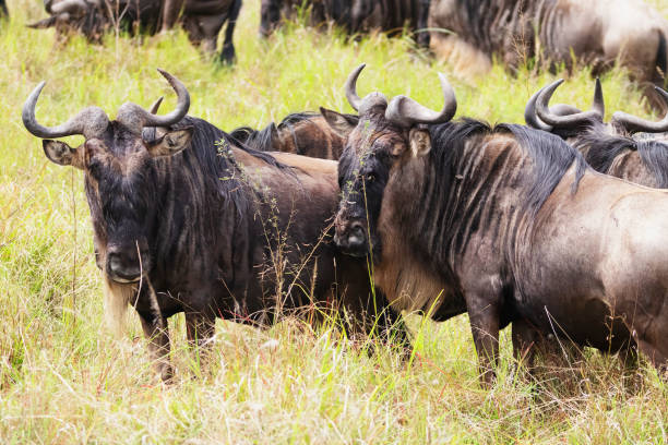 istock Gnus at Maasai Mara 1433350151