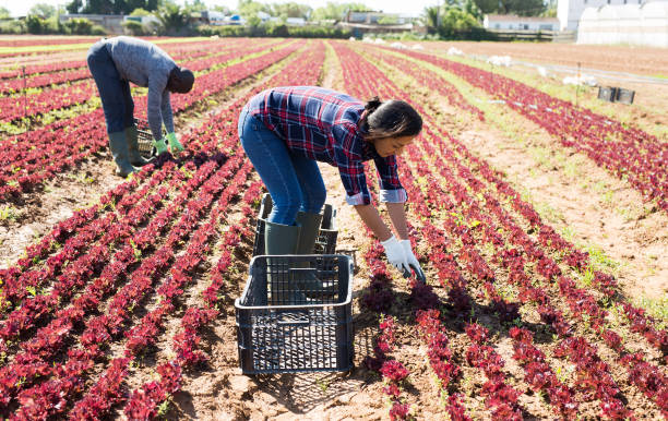 istock Team of workers harvests red lettuce 1433350447