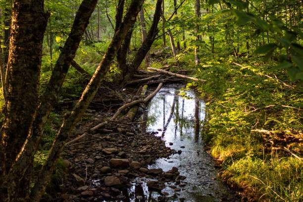 istock Small creek in a forest, Northern Wisconsin 1433350481