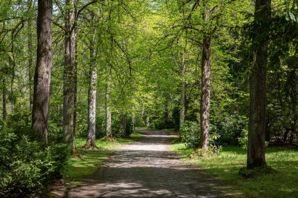 istock Beautiful shot of pathway between green trees in a park 1433350555