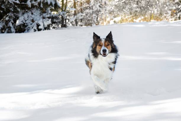 istock Cute Border Collie dog running on snow 1433350577