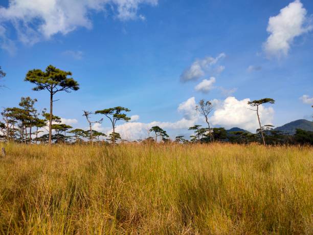 istock Rural landscape in late summer 1433350824