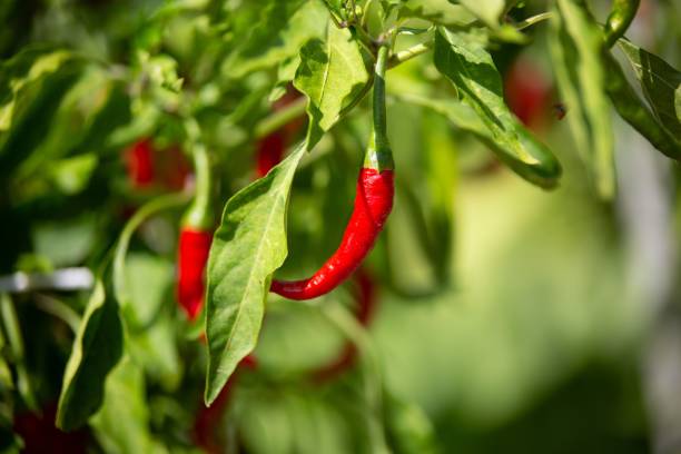 istock Branch of red chilly pepper in a selective focus on the tree 1433350834