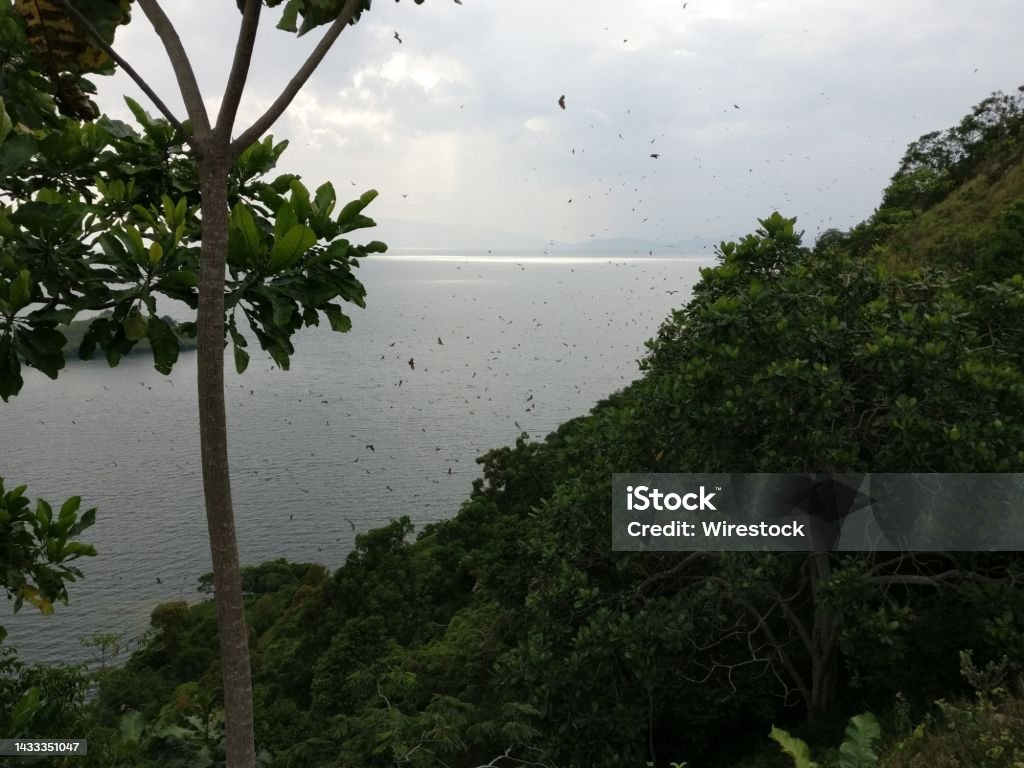 Island and Lake Kivu, Africa with fruit bats flying over it. An island and Lake Kivu, Africa with fruit bats flying over it. Fruit Bat Stock Photo