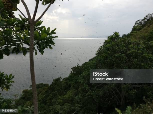 Island And Lake Kivu Africa With Fruit Bats Flying Over It Stock Photo - Download Image Now