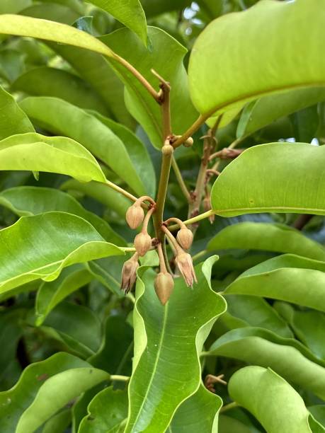 istock Mimusops elengi flower in nature garden 1433351068
