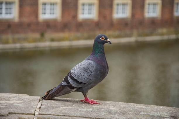 istock Pigeon perching on wall in background of building 1433351267