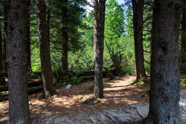 istock Low-angle view of a beautiful forest in the Great Cold Valley, Slovakia 1433351572