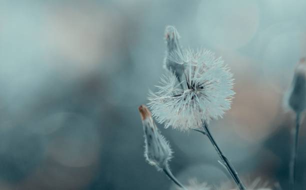 istock Closeup of three white Dandelion flowers with a blurry background. 1433352182