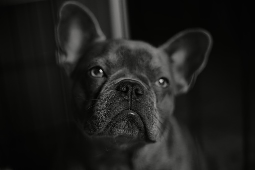 A closeup shot of a French Bulldog against the black background