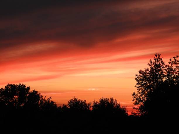 istock Low-angle view of a beautiful forest during sunset 1433352336