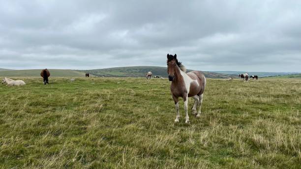 istock Horses in the pasture on a cloudy day 1433352477