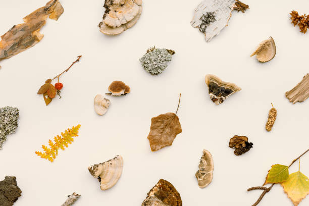 istock Autumn nature flatlay pattern with polypore mushrooms, branches tree, yellow fallen leaves, moss, bark. Minimal still life from wild plants of fall forest, biology and environment concept. 1433352672