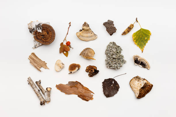istock Top view autumn design from natural forest wild plants, branches tree, polypore mushrooms, moss, bark on white background. Autumnal pattern flatlay, aesthetic fall image, above view still life 1433352701