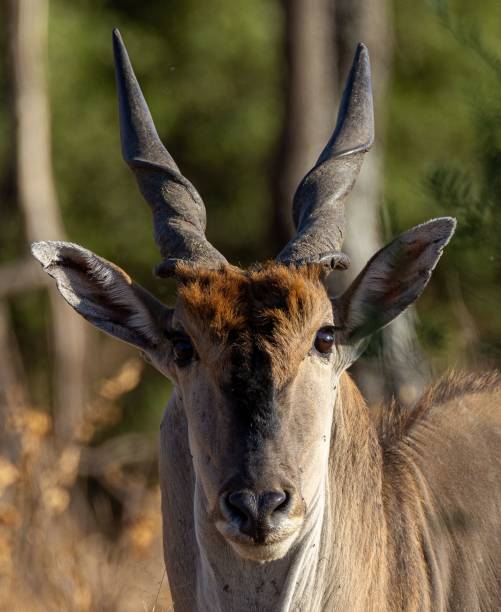 primer plano vertical de un eland común, taurotragus oryx. tanzania, áfrica oriental. - eland fotografías e imágenes de stock