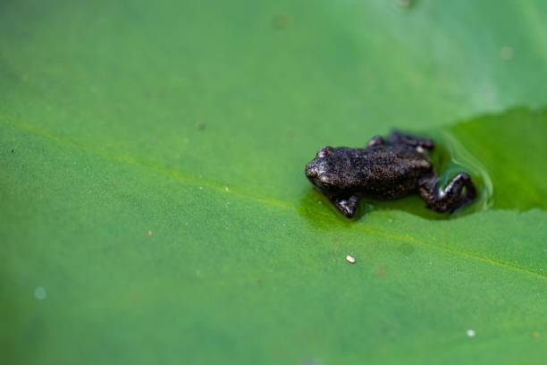 istock Closeup of a Jambato toad or Quito stubfoot toad (Atelopus ignescens) on a green leaf 1433353398