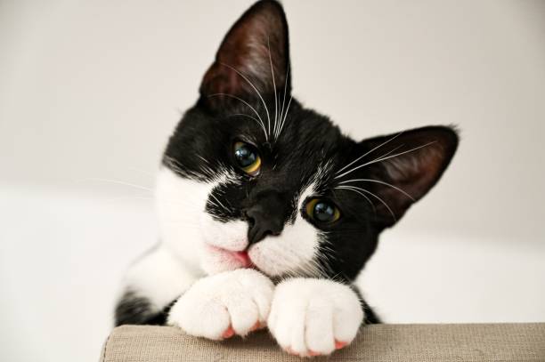 istock Closeup of a cute black and white cat 1433353782