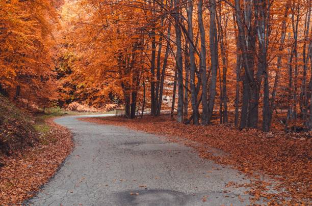 istock Road surrounded by bright orange trees. Autumn landscape. 1433353983
