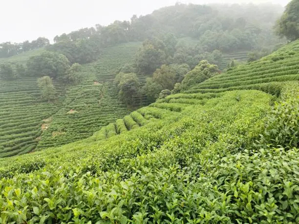 The tea plants and trees create a green agricultural landscape