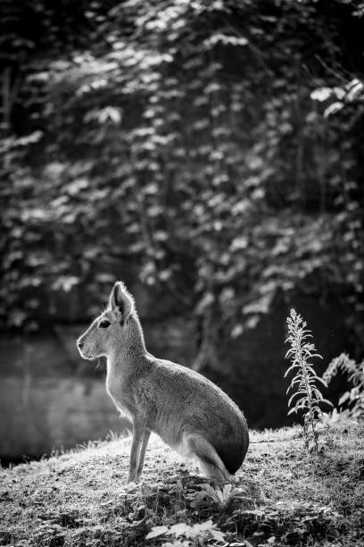 Grayscale shot of musk deer (Moschus moschiferus) A grayscale shot of musk deer (Moschus moschiferus) moschus stock pictures, royalty-free photos & images
