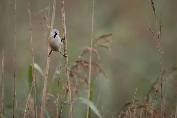 istock Selective focus of reed bunting standing on the branch with blurred background 1433354640