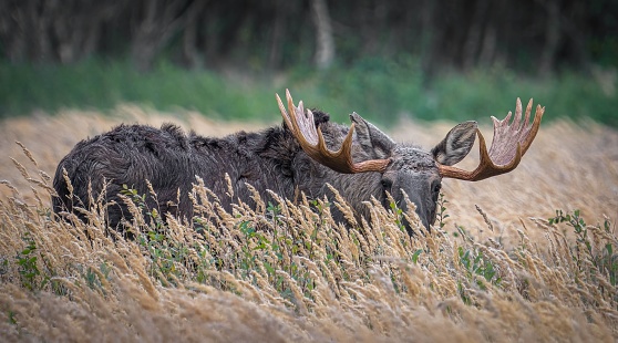 A side shot of an Alaska moose standing among the yellow field, red trees, gloomy sky background