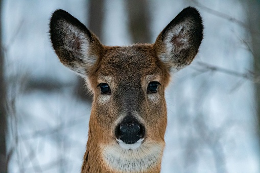 A closeup of a cute roe deer in the forest during winter