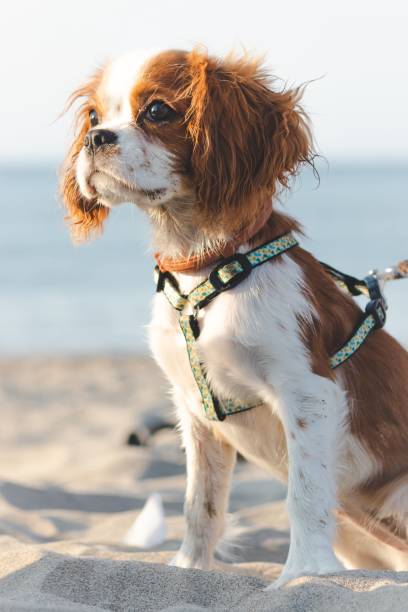 istock Vertical shot of Cavalier King Charles Spaniel on a sandy beach 1433355519