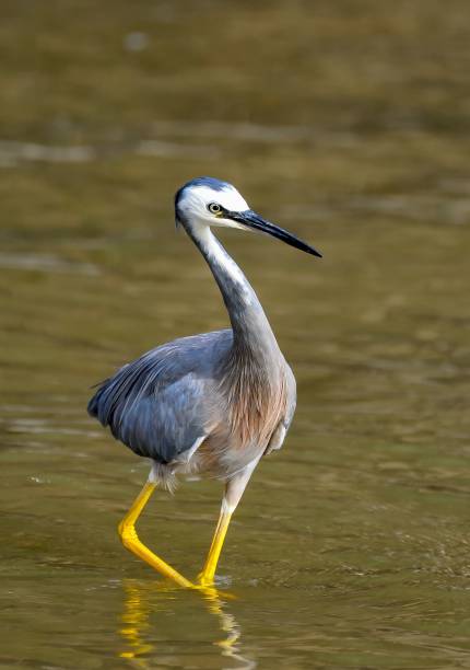 istock Vertical shot of a white-faced heron (Egretta novaehollandiae) in a pond 1433355562