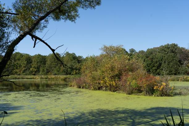 istock Mossy lake on a sunny day in Laurel, MD 1433355581