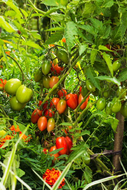 istock Home grown plum tomatoes, also known as a processing tomato or paste tomato. Bunch of tomatoes on the bush. Rich harvest of plum tomatoes in vegetable garden 1433356304