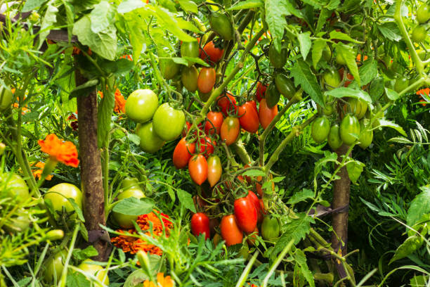 istock Home grown plum tomatoes, also known as a processing tomato or paste tomato. Bunch of tomatoes on the bush. Rich harvest of plum tomatoes in vegetable garden 1433356307