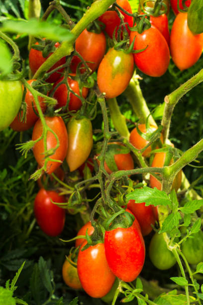 istock Home grown plum tomatoes, also known as a processing tomato or paste tomato. Bunch of tomatoes on the bush. Rich harvest of plum tomatoes in vegetable garden 1433356310