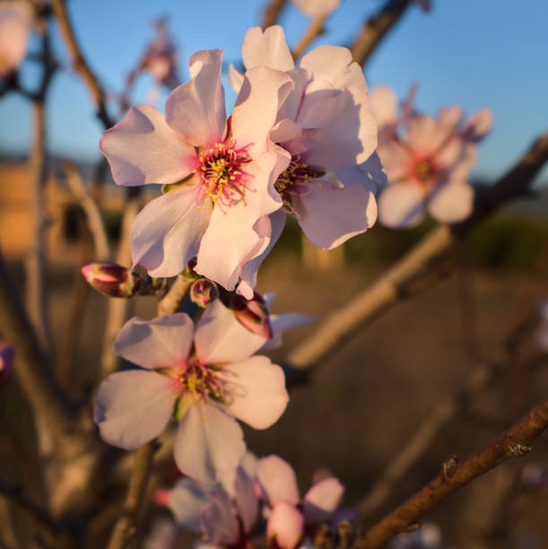 Beautiful floral background with blooming almonds. Pink flowers on a tree. Purple pink beautiful gradient colors. Nature background.
