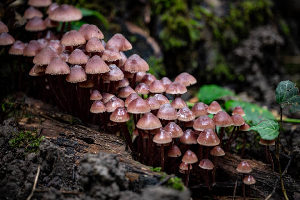 Bleeding Fairy Helmet mushroom, fungus stock photo