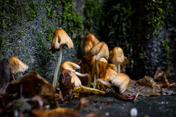Mushrooms at the corner of stairs stock photo
