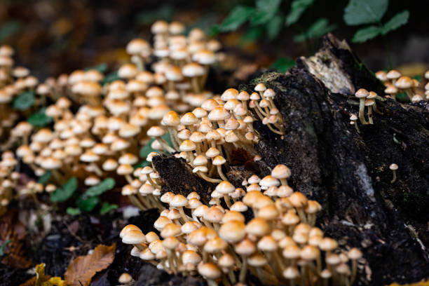 Groups of mushrooms grow on logs stock photo