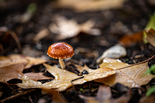 Lausanne, Switzerland - Oct 8, 2022: Mushroom grows after rain in autumn. Falling leaves are around.