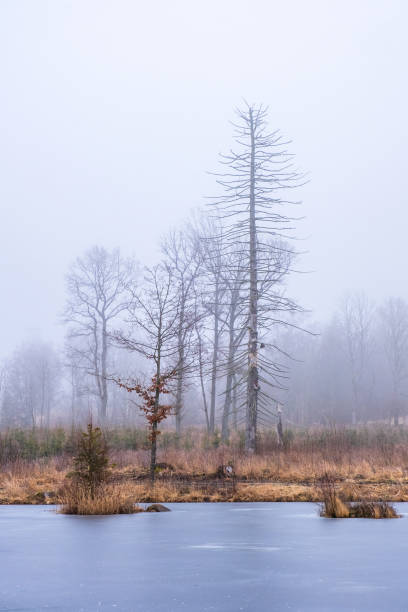 istock Frozen lake by a bog with a tree snag 1433359284