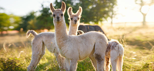 view of alpaca,the head of Alpaca close-up