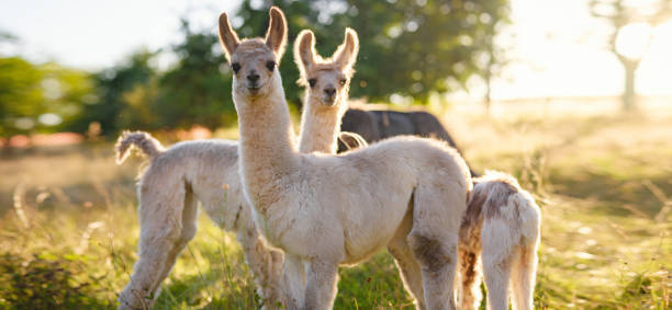 Beautiful sunrise Europe farm scene Beautiful sunrise farm scene with group of grey, brown and black alpacas walking and grazing on grassy hill backlit at sunrise with trees in background. Summer in French farmland brown llama on the field stock pictures, royalty-free photos & images